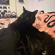 Oliver joined the competition — help win amazing prizes! black_cat, cat, pet, animal, indoor, blanket, pink_blanket, spooky_pattern, snake_pattern, spider_web, plush_toys, gaming_controllers, shelf, relaxed, lounging, feline, cozy, room_interior, wall_decor, unimpressed_expression