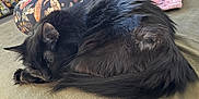 Oliver is registered to the contest to win money with this photo: cat, black_cat, feline, pet, sleeping, curled_up, fur, indoor, couch, pillow, blanket, resting, cozy, animal, whiskers, tail, ears, closeup, domestic_cat, relaxed