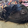 cat, black_cat, feline, pet, sleeping, curled_up, fur, indoor, couch, pillow, blanket, resting, cozy, animal, whiskers, tail, ears, closeup, domestic_cat, relaxed