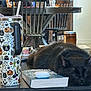 Oliver is registered to the contest to win money with this photo: black_cat, sleeping_cat, book, earbuds_case, tumbler, halloween_design, table, wooden_chairs, dining_table, indoor, cozy, relaxing, home, pet, fur, black_fur, quiet, rest, still_life, household_items