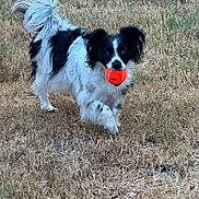 Kody joined the competition — help win amazing prizes! active, animal, black_and_white, canine, daylight, dog, energetic, fetch, field, fur, grass, happy, mammal, nature, outdoor, pet, playing, running, tennis_ball, toy
