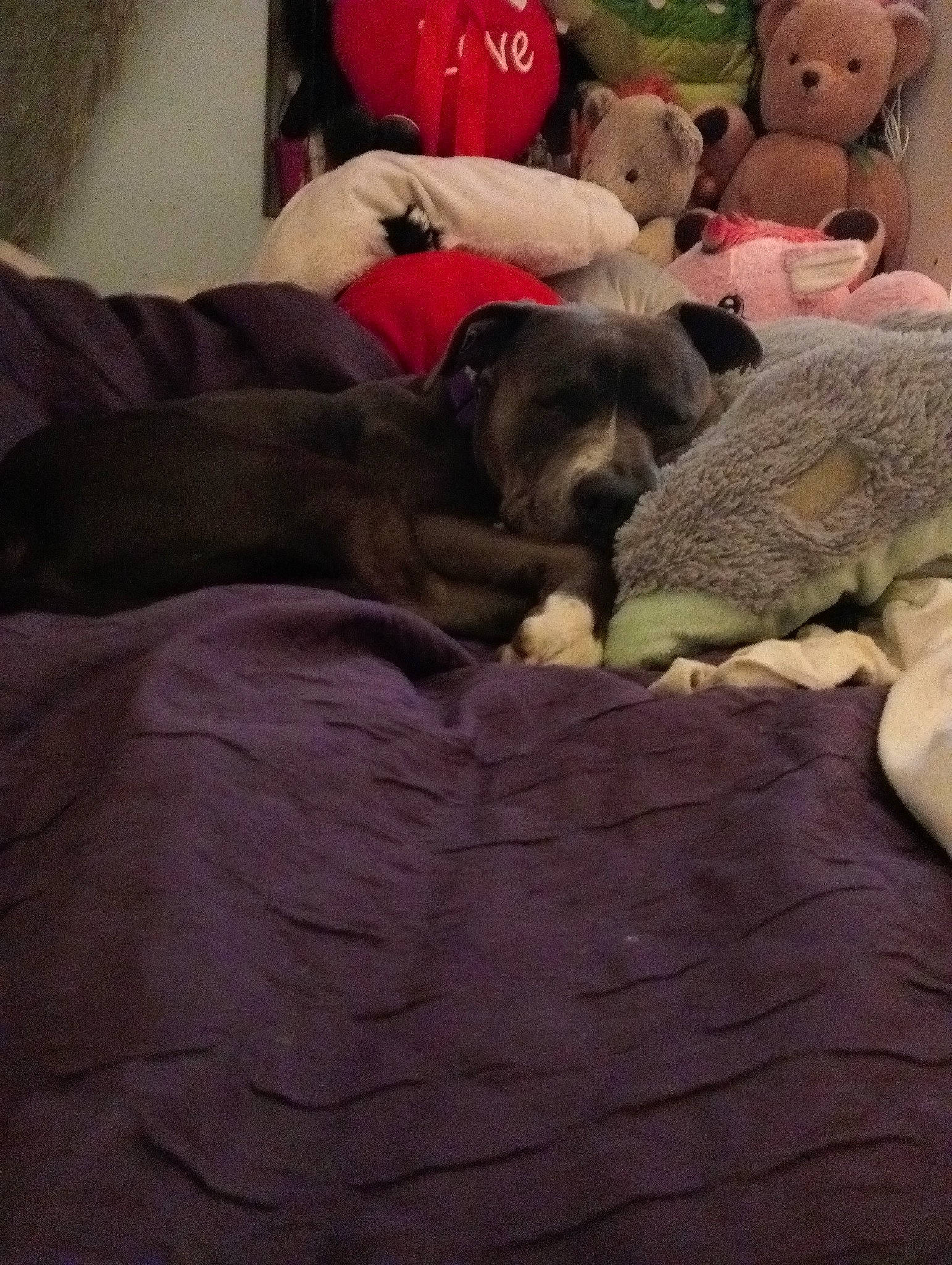 Rolex joined the competition — help win amazing prizes! bed, bedding, canidae, carmine, carnivore, comfort, companion_dog, couch, dog, dog_breed, fur, linens, pillow, plush, room, sporting_group, stuffed_toy, teddy_bear, toy, working_animal