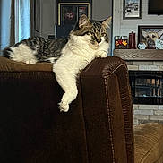 Kat is registered to the contest to win money with this photo: cat, tabby_cat, white_cat, lounging, brown_leather_chair, living_room, framed_pictures, dog_portrait, cozy, indoor, window, curtains, fireplace, wood_paneling, decor, pet, relaxed, feline, paw, home
