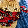 animal, blanket, blue_blanket, cat, close_up, cozy, cute, ears, face_covering, feline, fur, indoor, mischievous, orange_tabby, pet, red_scarf, resting, scarf, whiskers, yellow_eyes