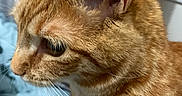 Sona is registered to the contest to win money with this photo: animal, blanket, cat, close_up, cozy, curtains, cute, domestic_cat, ears, face, feline, fur, indoor, looking, mammal, orange_tabby, pet, profile, soft_light, whiskers