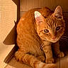 Sona joined the competition — help win amazing prizes! animal, cardboard_box, cat, close_up, cozy, curious, cute, ears, feline, fur, ginger_cat, indoor, pet, portrait, relaxed, shadow, sitting, sunlight, tail, whiskers