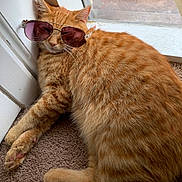 Sona is registered to the contest to win money with this photo: accessory, animal, carpet, cat, closeup, cozy, cute, feline, fluffy, indoor, orange_tabby, paw, pet, relaxed, resting, sleepy, sunglasses, sunlight, whiskers, window