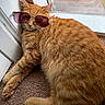 accessory, animal, carpet, cat, closeup, cozy, cute, feline, fluffy, indoor, orange_tabby, paw, pet, relaxed, resting, sleepy, sunglasses, sunlight, whiskers, window