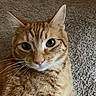 Sona is registered to the contest to win money with this photo: animal, carpet, cat, close_up, closeup, curious, cute, domestic_cat, eyes, face, feline, fur, indoor, mammal, orange_tabby, pet, portrait, sitting, texture, whiskers