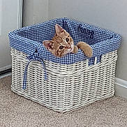 Sona joined the competition — help win amazing prizes! cat, kitten, basket, wicker, blue_checkered, fabric, curious, orange_tabby, indoor, carpet, corner, pet, cute, animal, feline, cozy, home, playful, resting, small