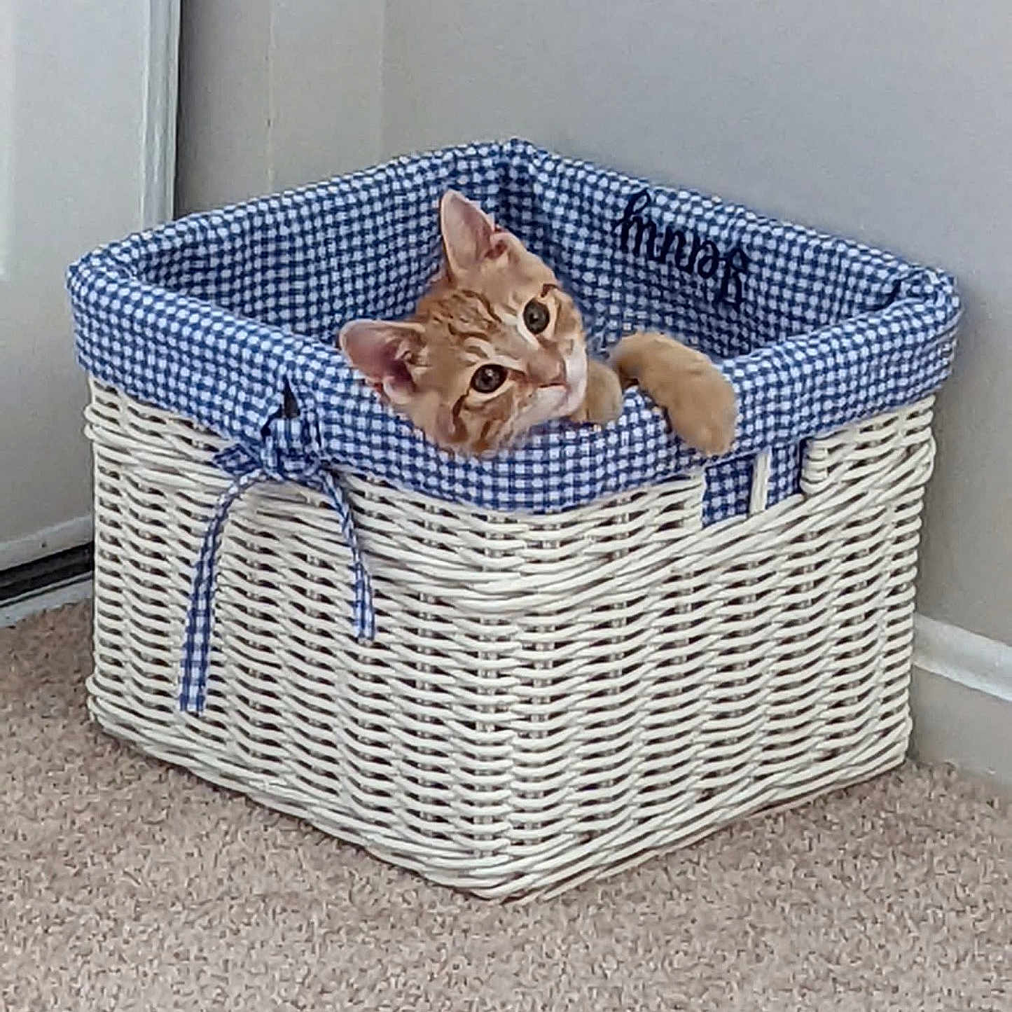 Sona joined the competition — help win amazing prizes! cat, kitten, basket, wicker, blue_checkered, fabric, curious, orange_tabby, indoor, carpet, corner, pet, cute, animal, feline, cozy, home, playful, resting, small