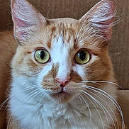 Milly joined the competition — help win amazing prizes! abyssinian, angora, animal, box, cardboard, carton, cat, citrusfruit, couch, food, fruit, furniture, hardwood, indoors, kitten, manx, orange, pet, snout, wood