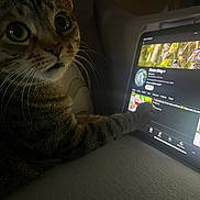Misty joined the competition — help win amazing prizes! cat, tabby, tablet, paw, screen, technology, indoor, dim_light, curious, whiskers, close_up, animal, pet, feline, watching, digital_device, couch, home, cozy, focused