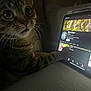 cat, tabby, tablet, paw, screen, technology, indoor, dim_light, curious, whiskers, close_up, animal, pet, feline, watching, digital_device, couch, home, cozy, focused