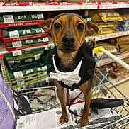 Tiny a rejoint le concours — aidez-le/la à gagner de superbes lots ! alert, animal, bow_tie, brown_dog, close_up, clothing, cute, dog, grocery_store, indoor, leash, pet_food, pets, retail, shopping, shopping_cart, small_dog, standing, store_shelves, tuxedo