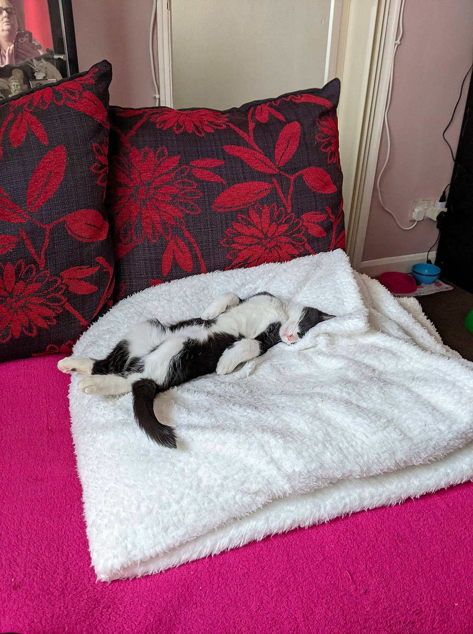 Nova joined the competition — help win amazing prizes! bed, bed_frame, bedding, bedroom, carnivore, comfort, companion_dog, felidae, floor, flooring, grey, hardwood, linens, mattress, pattern, pillow, room, small_to_medium_sized_cats, tail, wood