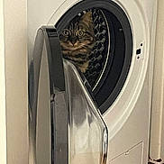 Lechat a rejoint le concours — aidez-le/la à gagner de superbes lots ! cat, washing_machine, appliance, indoor, curious, tabby, pet, door, metallic, wide_eyes, home, laundry_room, peek, animal, feline, household, reflection, floor, door_handle, domestic