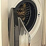 cat, washing_machine, appliance, indoor, curious, tabby, pet, door, metallic, wide_eyes, home, laundry_room, peek, animal, feline, household, reflection, floor, door_handle, domestic