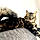 Lechat