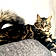 Lechat