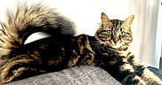 Lechat participe au concours pour gagner de l'argent avec cette photo : cat, tabby, fluffy_tail, green_eyes, lounging, couch, indoor, pet, feline, relaxed, fur, whiskers, curious, domestic_animal, animal, mammal, resting, close_up, home, cute