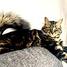 cat, tabby, fluffy_tail, green_eyes, lounging, couch, indoor, pet, feline, relaxed, fur, whiskers, curious, domestic_animal, animal, mammal, resting, close_up, home, cute