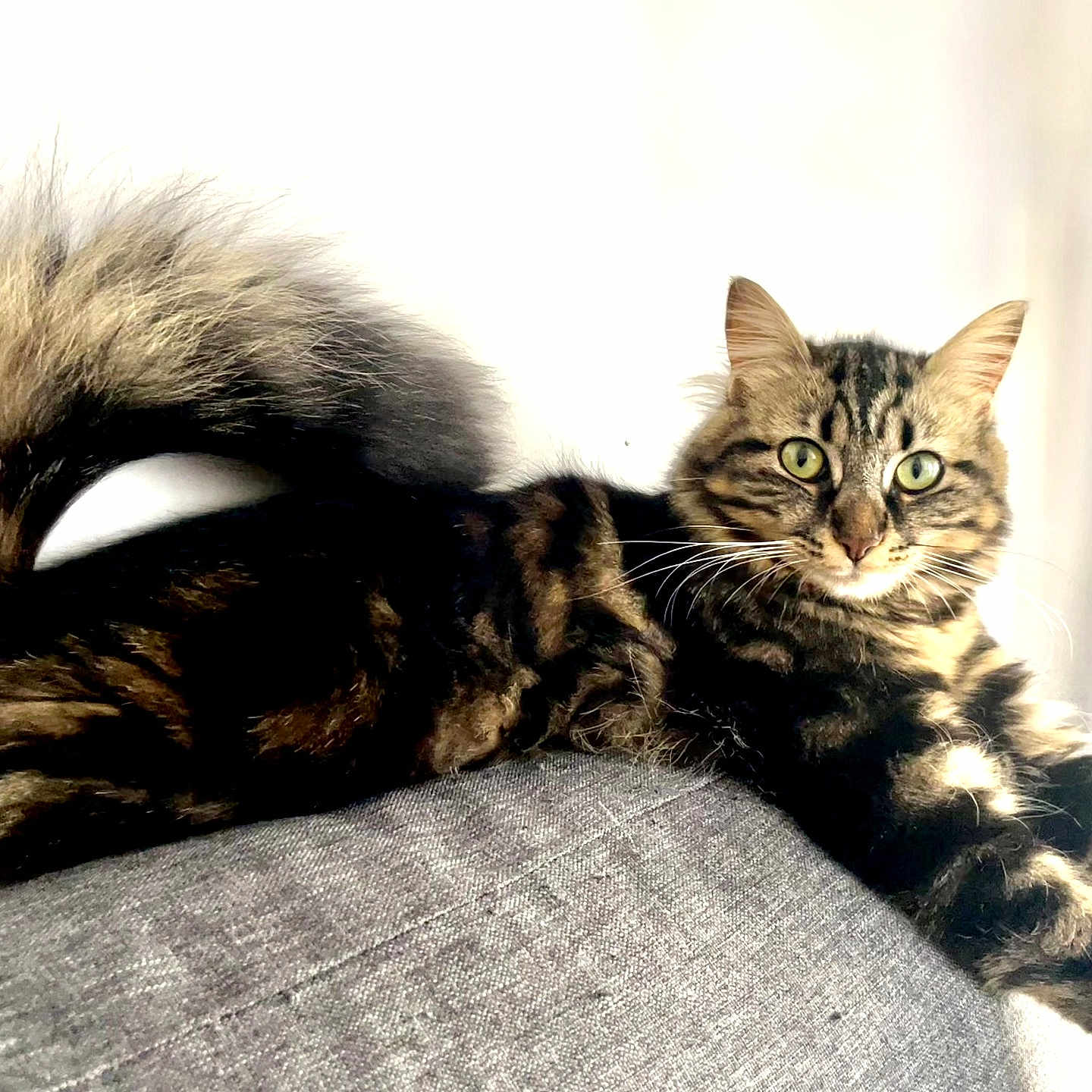 Lechat participe au concours pour gagner de l'argent avec cette photo : cat, tabby, fluffy_tail, green_eyes, lounging, couch, indoor, pet, feline, relaxed, fur, whiskers, curious, domestic_animal, animal, mammal, resting, close_up, home, cute
