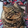 Lechat a rejoint le concours — aidez-le/la à gagner de superbes lots ! cat, tabby, green_eyes, whiskers, fur, close_up, pet, animal, indoor, colorful_background, pattern, curious, portrait, feline, mammal, domestic_animal, cute, soft_fur, relaxed, looking_up
