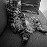 Lechat a rejoint le concours — aidez-le/la à gagner de superbes lots ! cat, tabby, fluffy, pet, animal, feline, couch, pillow, relaxed, lounging, indoor, black_and_white, fur, whiskers, cute, eyes, home, comfortable, resting, domestic_animal