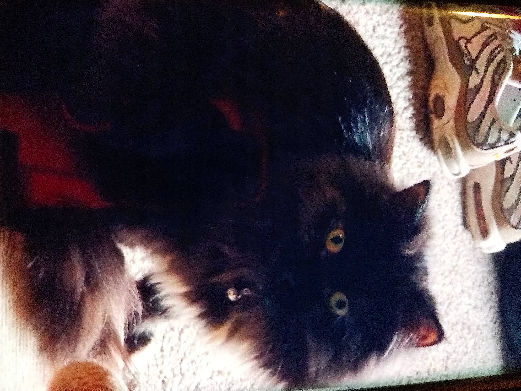 Mama'S joined the competition — help win amazing prizes! black_cat, british_longhair, carnivore, cat, claw, domestic_short_haired_cat, felidae, fur, paw, small_to_medium_sized_cats, snout, tail, terrestrial_animal, whiskers, window, wood