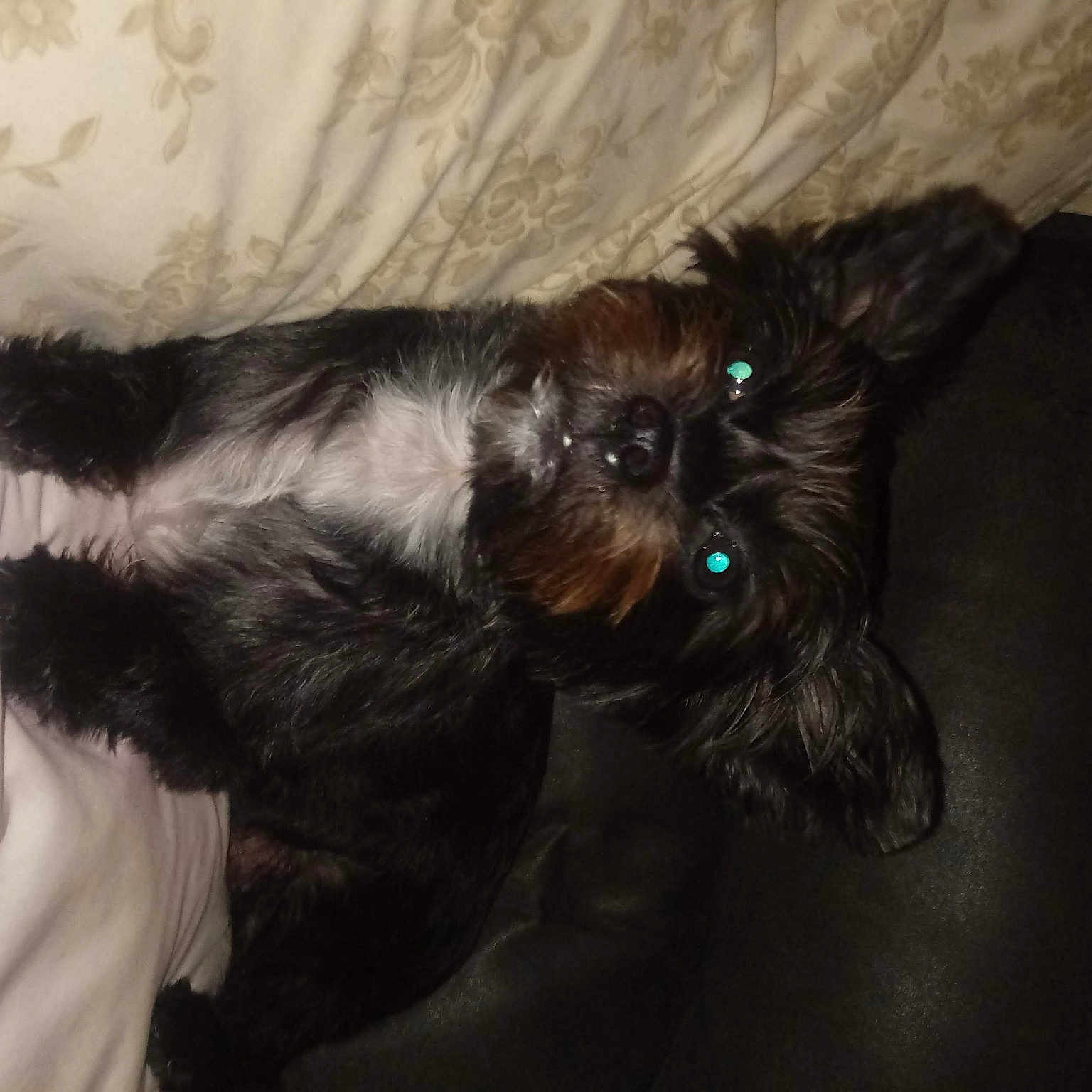 Nala