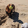 animal, beach, brown_dog, canine, closeup, dachshund, daytime, dog, footwear, mammal, outdoor, pet, playful, recreation, sand, shadow, sneaker, sunlight, tennis_ball, toy