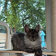 Zephyr joined the competition — help win amazing prizes! cat, gray_cat, feline, pet, indoors, window, wooden_shelf, tree, greenery, outdoor_view, fur, paw, crossed_paws, relaxed, natural_light, houseplant, umbrella, quiet, cute, fluffy