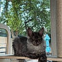 cat, gray_cat, feline, pet, indoors, window, wooden_shelf, tree, greenery, outdoor_view, fur, paw, crossed_paws, relaxed, natural_light, houseplant, umbrella, quiet, cute, fluffy
