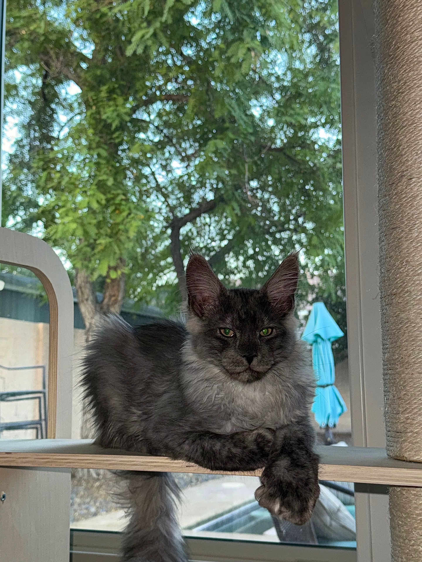 Zephyr