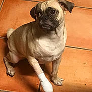 Uber is registered to the contest to win money with this photo: dog, pug, bandage, paw, injury, pet, animal, indoor, floor, tile, cute, sitting, looking_away, light_brown, short_hair, companion, domestic, pet_care, veterinary, small_dog