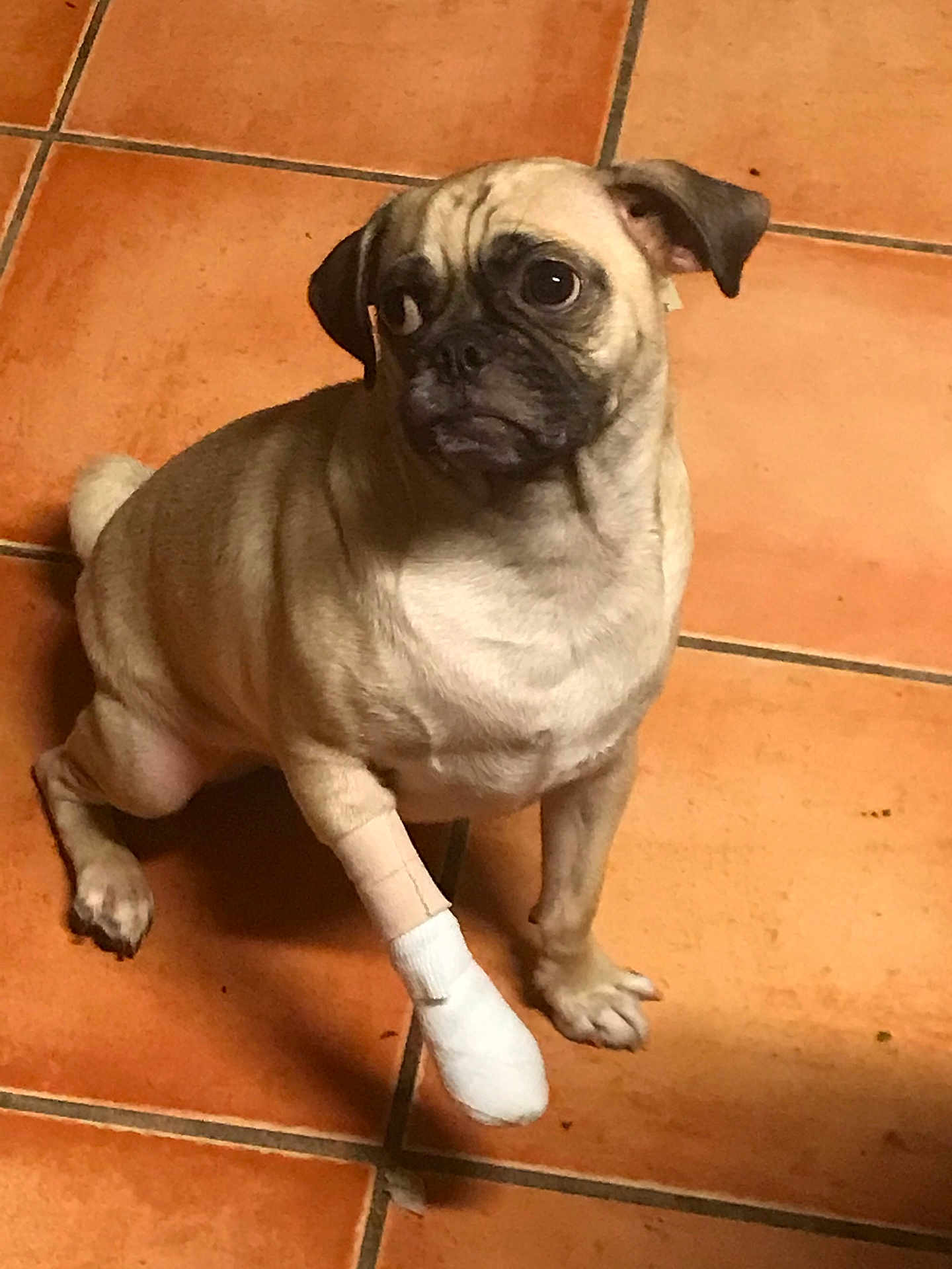 Uber is registered to the contest to win money with this photo: dog, pug, bandage, paw, injury, pet, animal, indoor, floor, tile, cute, sitting, looking_away, light_brown, short_hair, companion, domestic, pet_care, veterinary, small_dog
