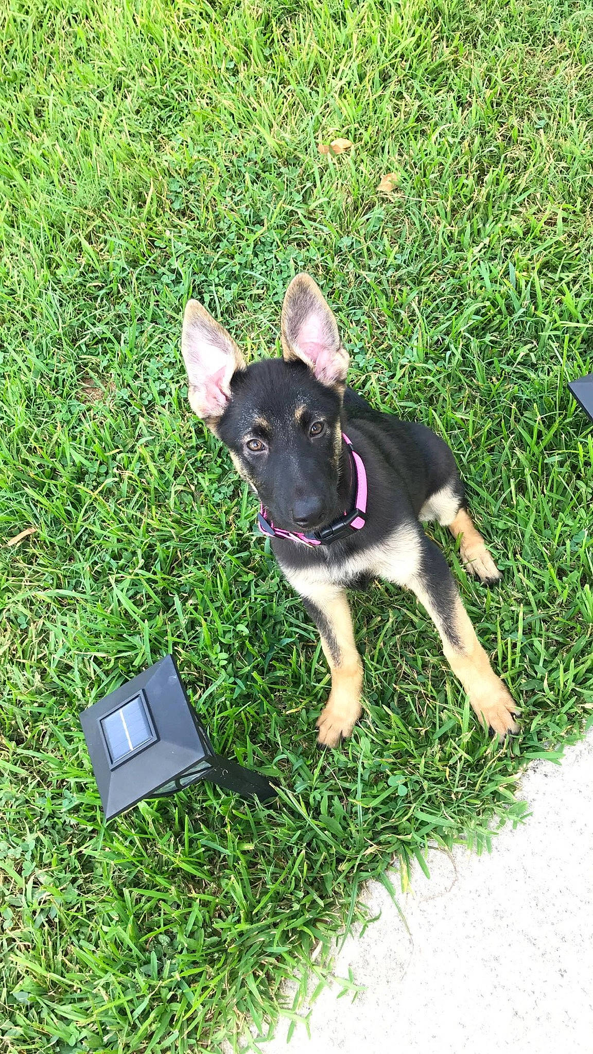 Ember is registered to the contest to win money with this photo: carnivore, collar, companion_dog, dog, dog_breed, dog_collar, dog_supply, fashion_accessory, gadget, grass, grassland, groundcover, herding_dog, lawn, plant, sporting_group, tail, toy_dog, working_animal, working_dog