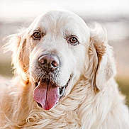 Jousty participe au concours pour gagner de l'argent avec cette photo : dog, golden_retriever, pet, animal, tongue_out, fluffy, portrait, close_up, friendly, canine, fur, cute, mammal, outdoor, nature, happy, ears, nose, whiskers, eyes