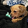 puppy, dog, toy, rope_toy, blanket, black_blanket, paw, chewing, close_up, indoor, couch, cushion, brown_dog, pet, cute, young_dog, collar, snout, fur, relaxing