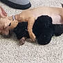 Thor is registered to the contest to win money with this photo: dog, sleeping, cuddling, carpet, tan_dog, black_dog, pets, indoor, cute, cozy, relaxed, animals, fur, resting, companions, paw, small_dog, friendship, adorable, napping