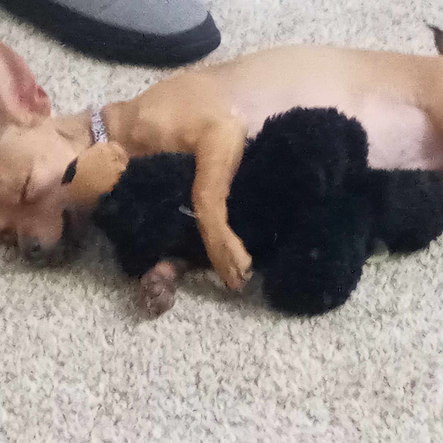 Thor is registered to the contest to win money with this photo: adorable, animals, black_dog, carpet, companions, cozy, cuddling, cute, dog, friendship, fur, indoor, napping, paw, pets, relaxed, resting, sleeping, small_dog, tan_dog