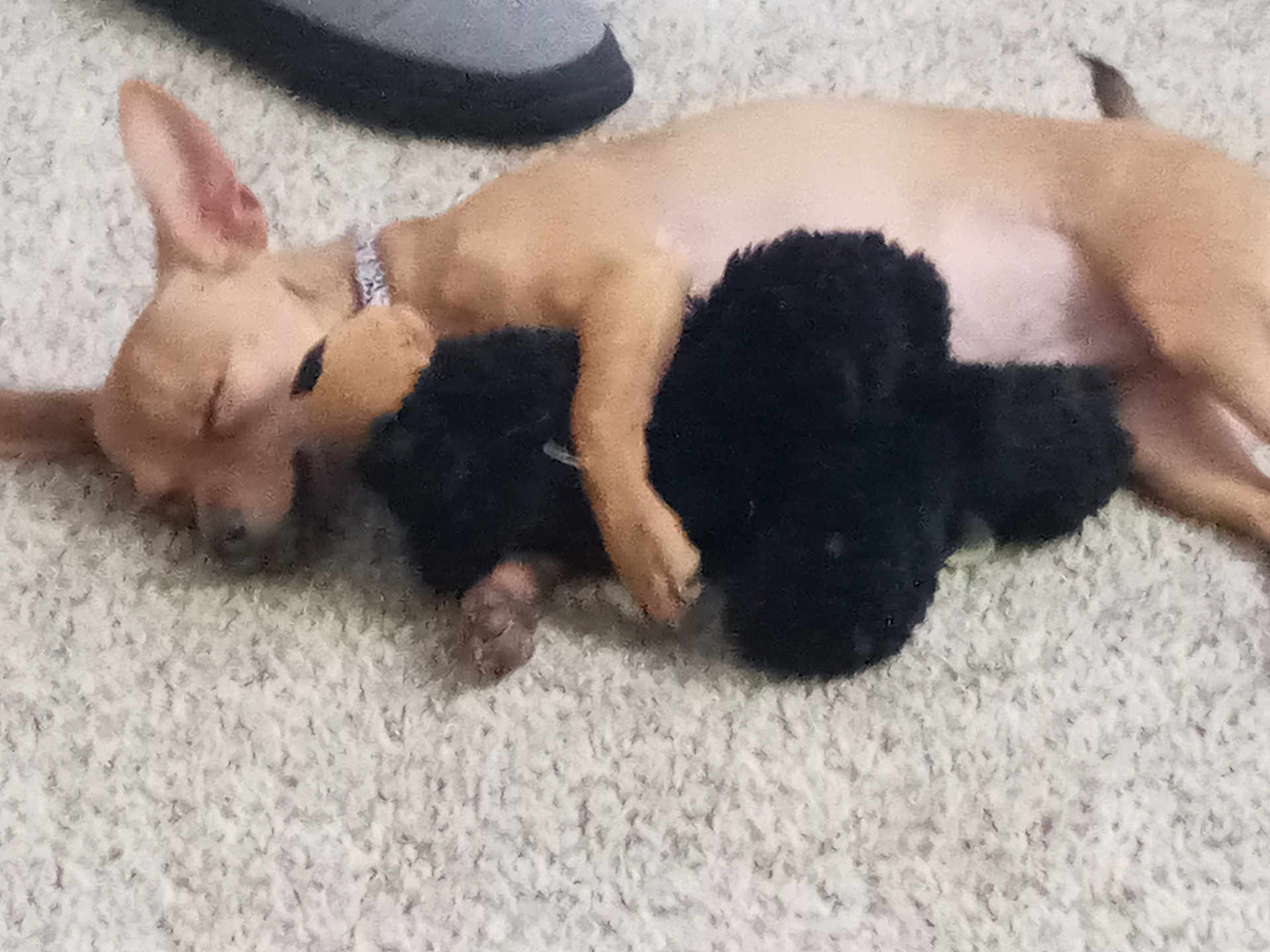 Thor is registered to the contest to win money with this photo: dog, sleeping, cuddling, carpet, tan_dog, black_dog, pets, indoor, cute, cozy, relaxed, animals, fur, resting, companions, paw, small_dog, friendship, adorable, napping