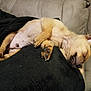 Thor is registered to the contest to win money with this photo: puppy, sleeping, dog, blanket, couch, cozy, paw, fur, resting, cute, indoor, pet, animal, relaxing, small, young, peaceful, soft, napping, domestic