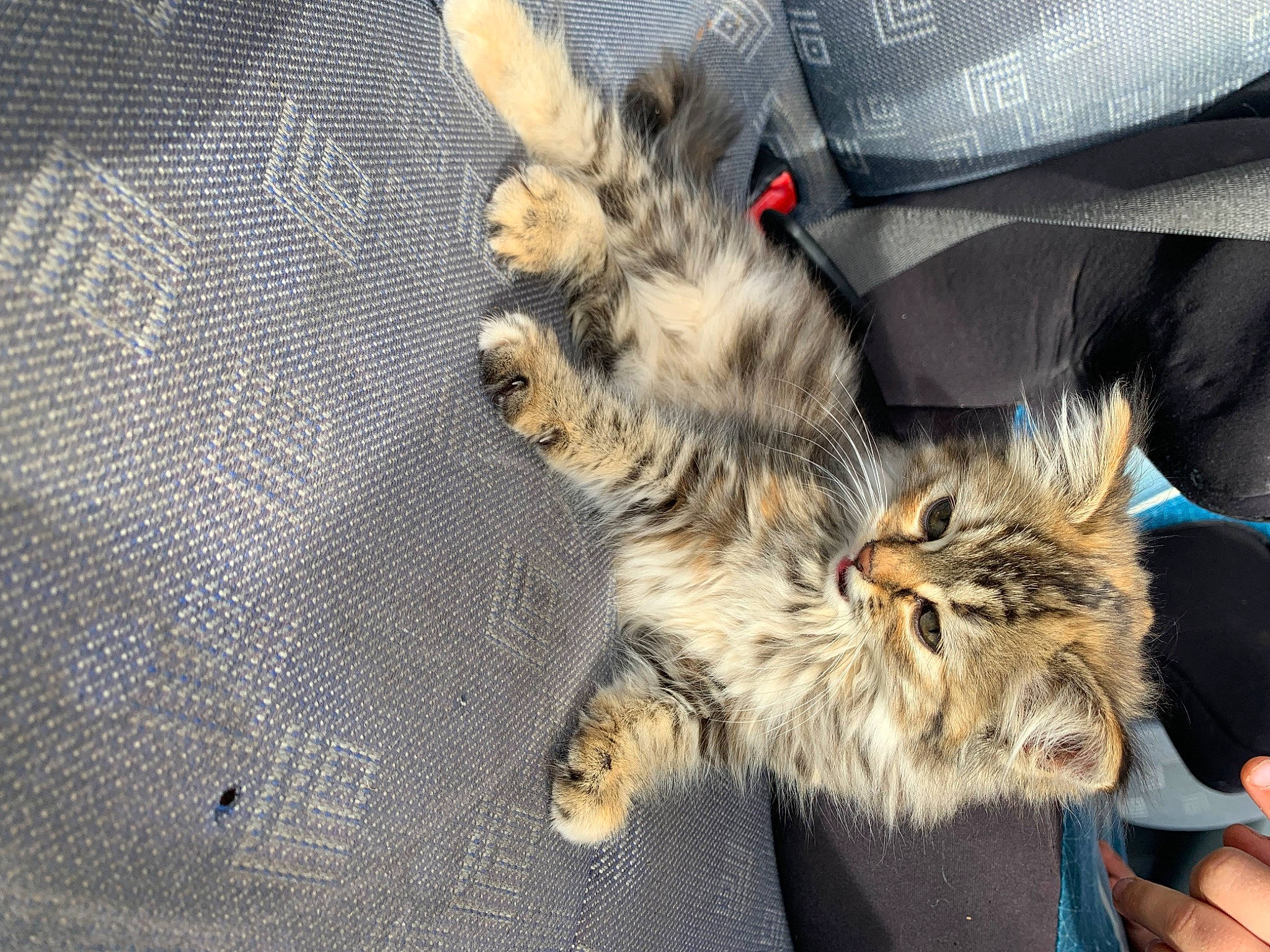 Lapsou a rejoint le concours — aidez-le/la à gagner de superbes lots ! british_longhair, carnivore, cat, claw, comfort, domestic_short_haired_cat, fawn, felidae, foot, fur, human_leg, maine_coon, paw, small_to_medium_sized_cats, snout, tail, terrestrial_animal, thigh, whiskers