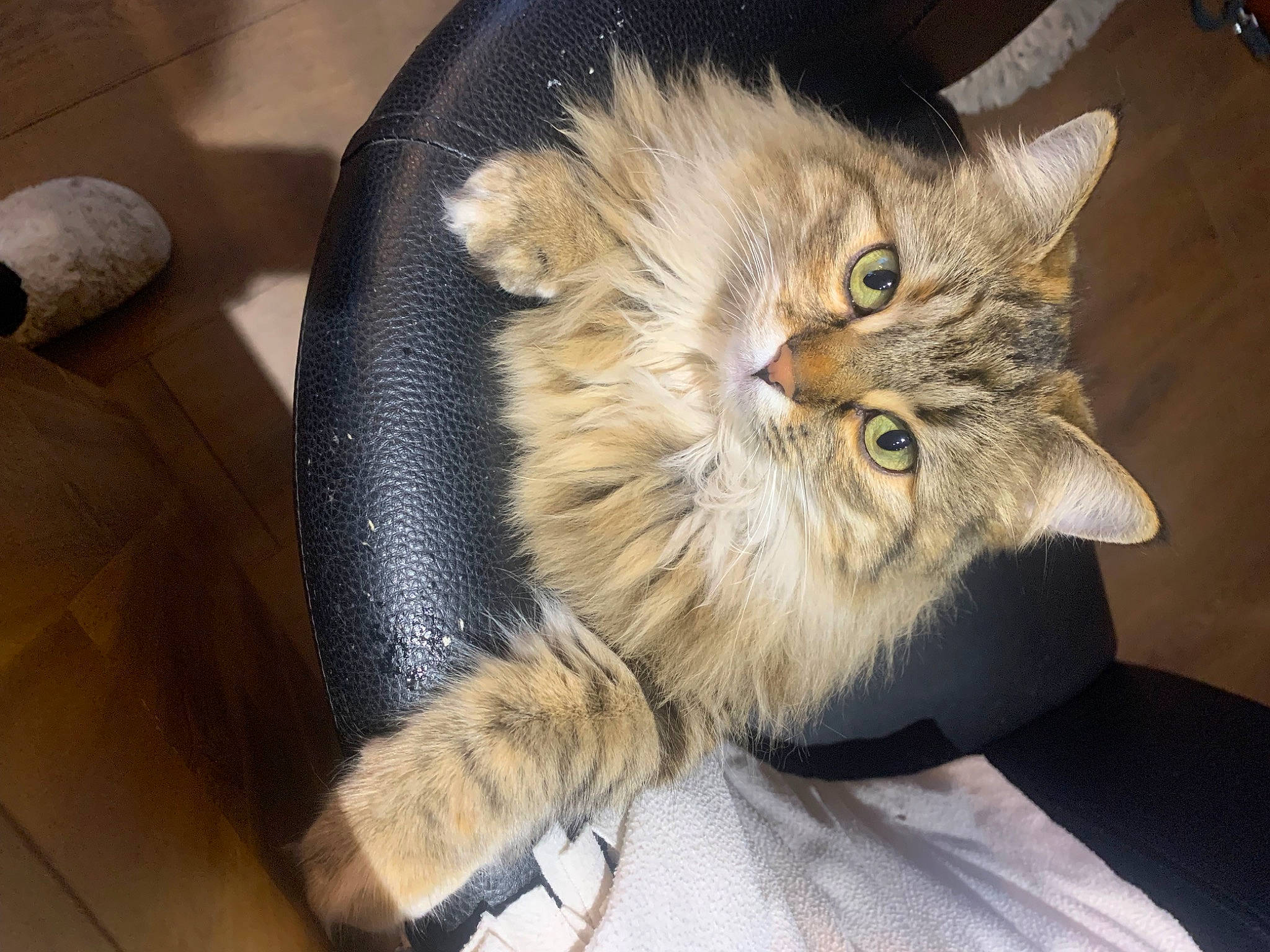 Lapsou a rejoint le concours — aidez-le/la à gagner de superbes lots ! carnivore, cat, claw, comfort, domestic_short_haired_cat, fawn, felidae, fur, paw, small_to_medium_sized_cats, snout, tail, terrestrial_animal, whiskers