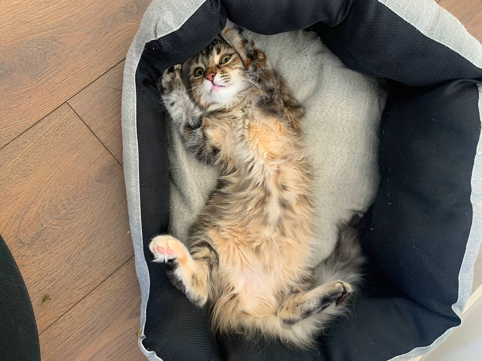 Lapsou a rejoint le concours — aidez-le/la à gagner de superbes lots ! carnivore, cat, claw, comfort, domestic_short_haired_cat, felidae, fur, nap, paw, sitting, sleep, small_to_medium_sized_cats, snout, tail, whiskers, wood