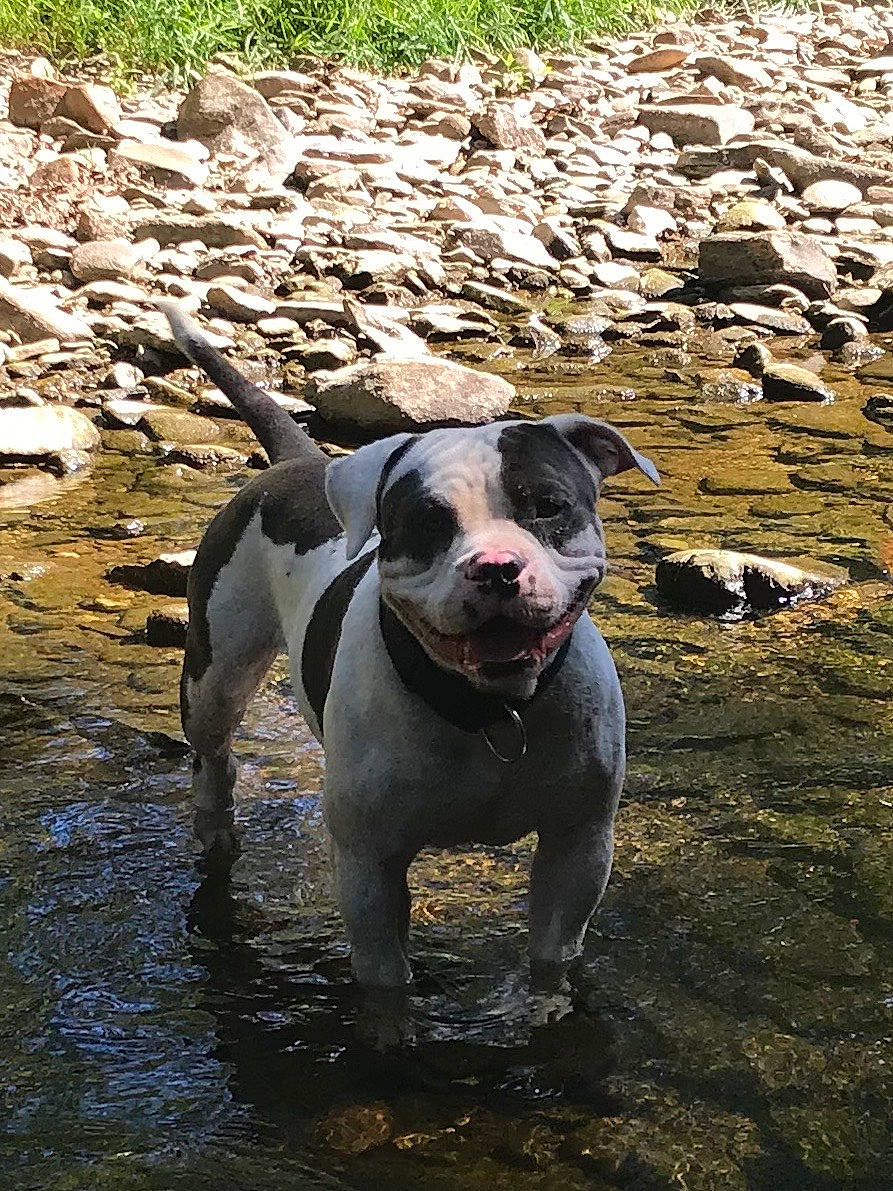 Wilson participe au concours pour gagner de l'argent avec cette photo : adventure, canidae, carnivore, collar, companion_dog, dog, dog_breed, dog_collar, fawn, grass, molosser, pet_supply, plant, snout, soil, sporting_group, water, whiskers, working_animal, working_dog