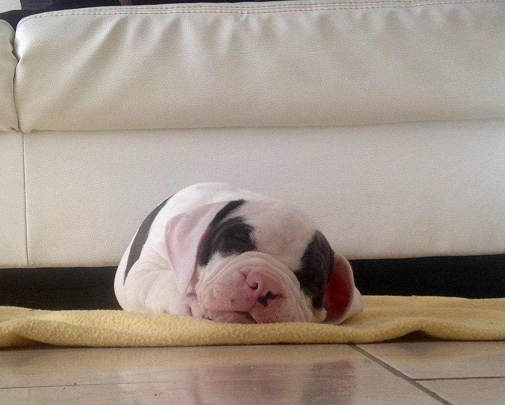 Wilson a rejoint le concours — aidez-le/la à gagner de superbes lots ! ball, beige, carnivore, comfort, companion_dog, couch, dog, dog_breed, fawn, floor, flooring, grey, hardwood, pet_supply, rectangle, room, snout, wood, working_animal, wrinkle