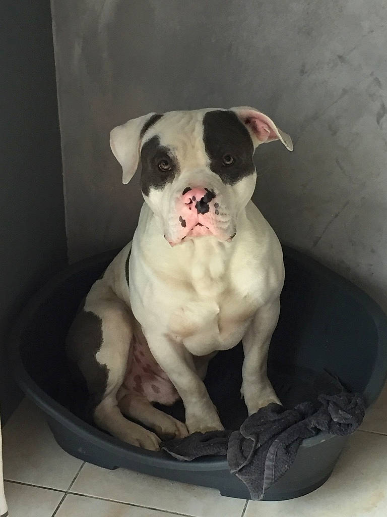 Wilson participe au concours pour gagner de l'argent avec cette photo : ancient_dog_breeds, art, bored, bulldog, canidae, carnivore, companion_dog, dog, dog_breed, fawn, molosser, non_sporting_group, paw, sporting_group, terrestrial_animal, toy_dog, whiskers, working_animal